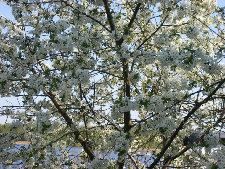 Baumblte 2009 in Werder