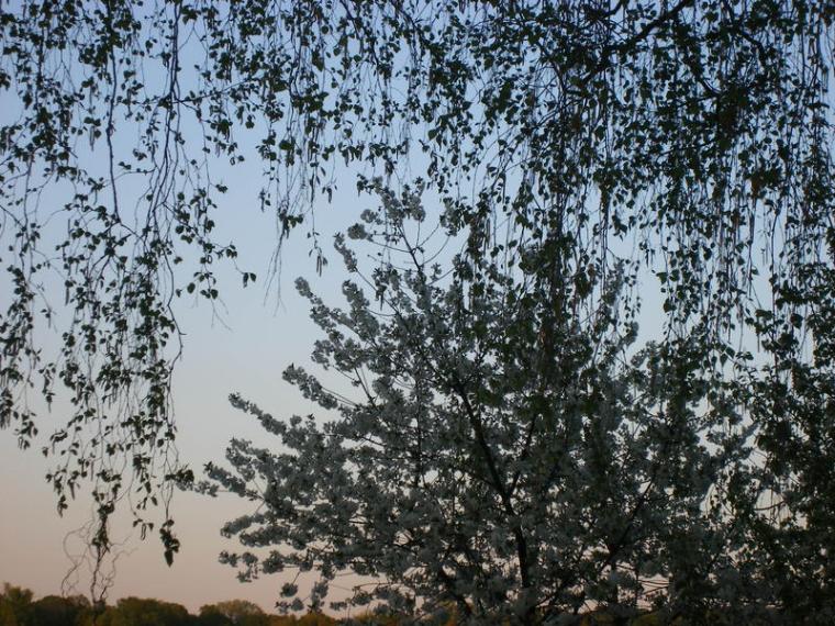 Baumbl�te 2009 in Werder