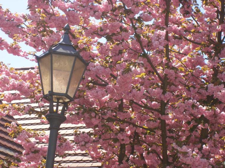 Baumbl�te 2009 in Werder