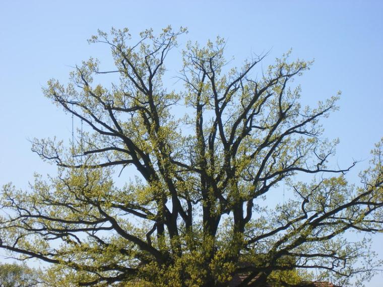 Baumbl�te 2009 in Werder