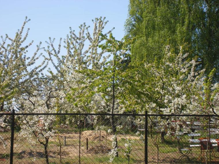 Baumbl�te 2009 in Werder