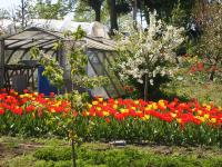 Baumbl�te 2009 in Werder