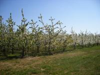 Baumbl�te 2009 in Werder