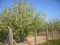 Baumbl�te 2009 in Werder