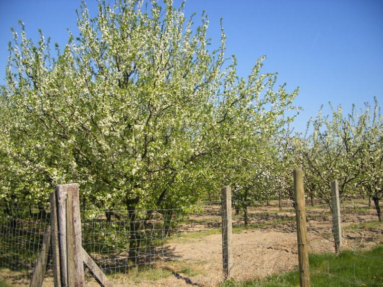 Baumbl�te 2009 in Werder