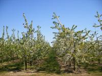 Baumbl�te 2009 in Werder