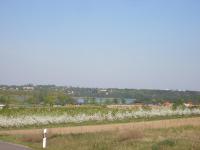 Baumbl�te 2009 in Werder