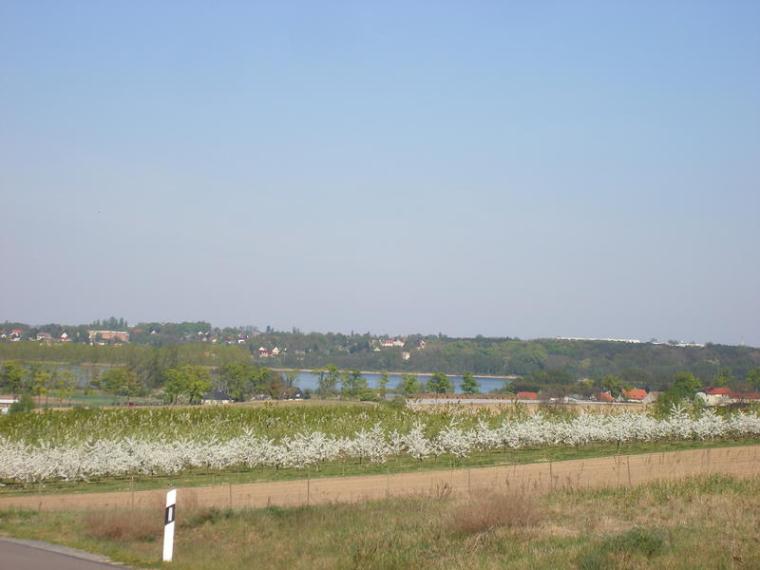 Baumbl�te 2009 in Werder