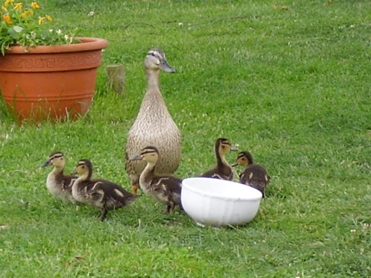 Ufergarten